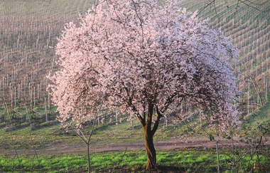 Ein Mandelbaum steht in voller Blüte vor den noch kahlen Weinbergen. | © Maria Zimmermann