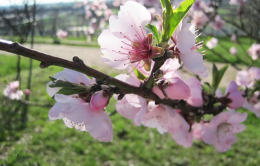 Eine Nahaufnahme eines Zweigs mit rosa Mandelblüten. | © kreativ fee