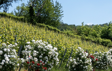 Bergsträßer Burgensteig - Etappe 4: von Heppenheim nach Hemsbach | © Roland Robra