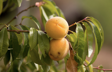 Bergsträßer Burgensteig - Etappe 5: von Hemsbach nach Weinheim | © Roland Robra