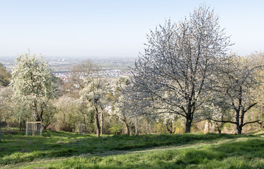 Bergsträßer Burgensteig - Etappe 6: von Weinheim nach Hirschberg-Großsachsen | © Roland Robra