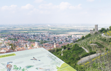 Bergsträßer Burgensteig - Etappe 8: von Schriesheim nach Dossenheim | © Brigitte Zimmermann Petrullat