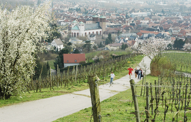 Bergsträßer Burgensteig