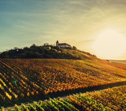 Michaelsberg im herbstlichen Sonnenlicht | © Touristikgemeinschaft HeilbronnerLand e.V.