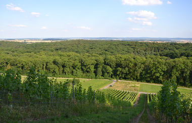 Erlebnisweg Hilsbacher Eichelberg | © Stadt Sinsheim
