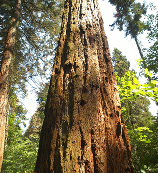 Exotenwald Weinheim, Grosser Rundweg | © Landratsamt Rhein-Neckar-Kreis
