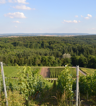 Hilsbacher Eichelberg Tour | © Stadt Sinsheim