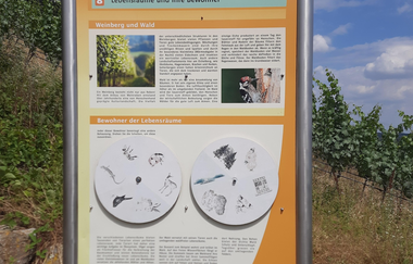 Hilsbacher Eichelberg Tour | © Stadt Sinsheim