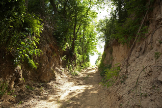 Hohlweg "Weiße Hohl" Nußloch | © Landratsamt Rhein-Neckar-Kreis