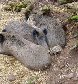 Holdergrund-Rundweg | © Stadt Eberbach
