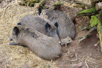 Holdergrund-Rundweg | © Stadt Eberbach