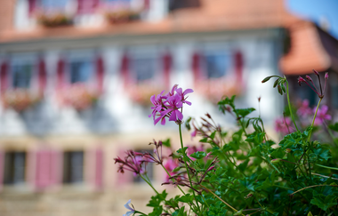 Im Vordergrund blühen pinke Geranien, im unscharfen Hintergrund ein Fachwerkhaus mit roten Fensterläden und Blumenkästen in Oberderdingen. | © Kraichgau-Stromberg Tourismus e.V.