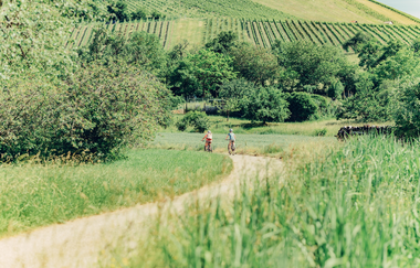 Unterwegs am Württemberger Weinradweg im Leintal | © Touristikgemeinschaft HeilbronnerLand e.V.
