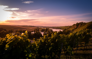 Katzenbeißer-Steillagen mit Krappenfelsen | Lauffen am Neckar | HeilbronnerLand | © Touristikgemeinschaft HeilbronnerLand