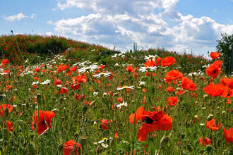 Klatschmohn | © Stadt Sinsheim