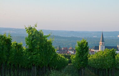Rundtour Kraichgauer Wein | © Landratsamt Rhein-Neckar-Kreis