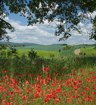 Rundtour Waibstadt | © Landratsamt Rhein-Neckar-Kreis