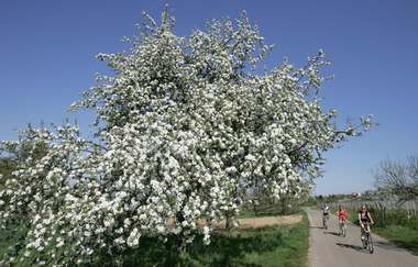 Rundtour Weinheim | © Landratsamt Rhein-Neckar-Kreis