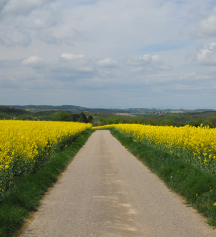 Rapsfelder | © Stadt Sinsheim