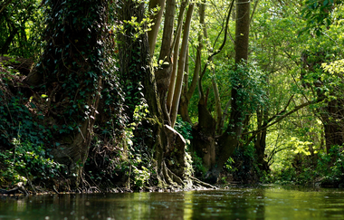 Kaywald im Naturschutzgebiet "Alte Neckarschlinge | Lauffen am Neckar | HeilbronnerLand | © Stadt Lauffen am Neckar