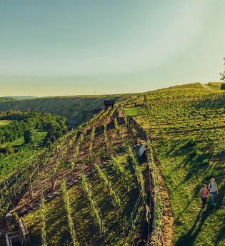 Wandern in den Katzenbeißer-Steillagen | © Touristikgemeinschaft HeilbronnerLand e.V.