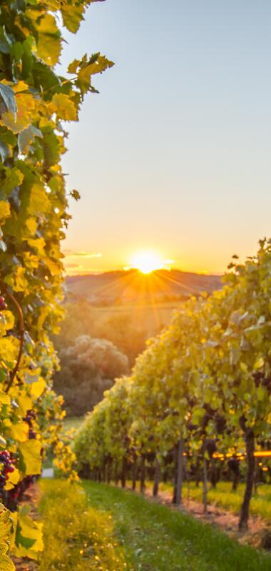 Reben mit roten Trauben behangen | © Neckar-Zaber-Tourismus e.V. | Carsten Götze