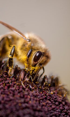 Nahaufnahme einer Biene, die auf einer Blume sitzt | © Carsten Götze