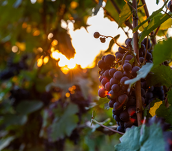 Weinberg mit roten Trauben im Sonnenuntergang | © Michael Mayer
