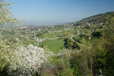 Weitläufige Landschaft mit blühenden Obstbäumen, Weinbergen und einem Dorf im Hintergrund unter klarem Himmel. | © Landratsamt Rhein-Neckar-Kreis; Foto Dorothea Burkhardt