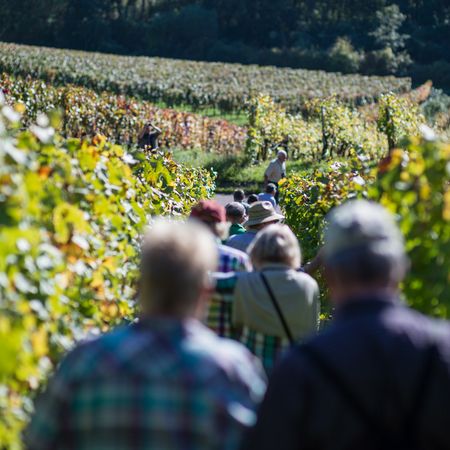 Gruppe bei einer Weinerlebnisführung zwischen den Weinreben