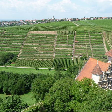 Steillagen in Neckarwestheim mit Schloss Liebenstein