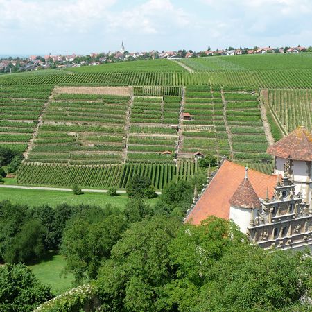 Steillagen in Neckarwestheim mit Schloss Liebenstein