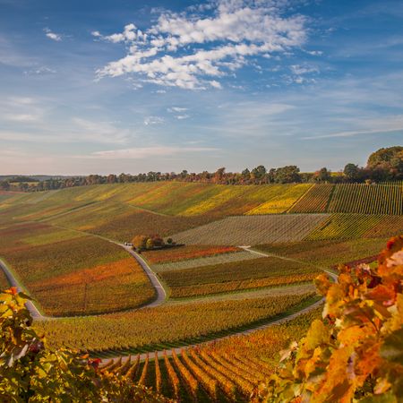 Bunte herbstliche Weinberge