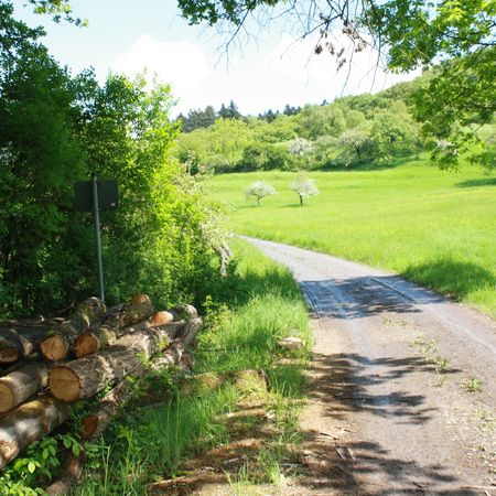 Wanderweg gesäumt von Wiesen und Bäumen