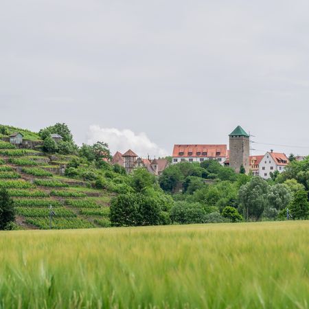 Wiese mit Steillagen und Schloss Liebenstein im Hintergrund