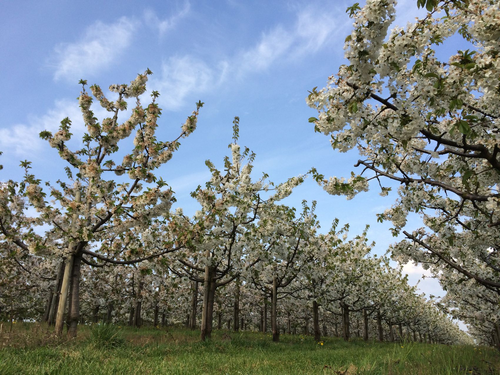 Obstbäume im Frühling Obstbäume unter blauem Himmel