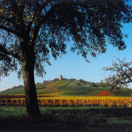 Bunte Weinberge am Michaelsberg