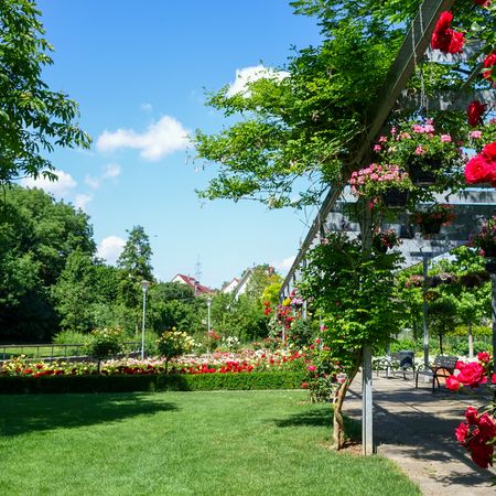 Rosen im Rathauspark Nordheim