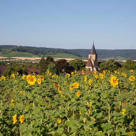 Sonnenblumenfeld mit Johanniskirche im Hintergrund