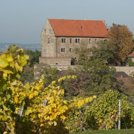 Burg Magenheim Burg Magenheim umgeben von Weinbergen