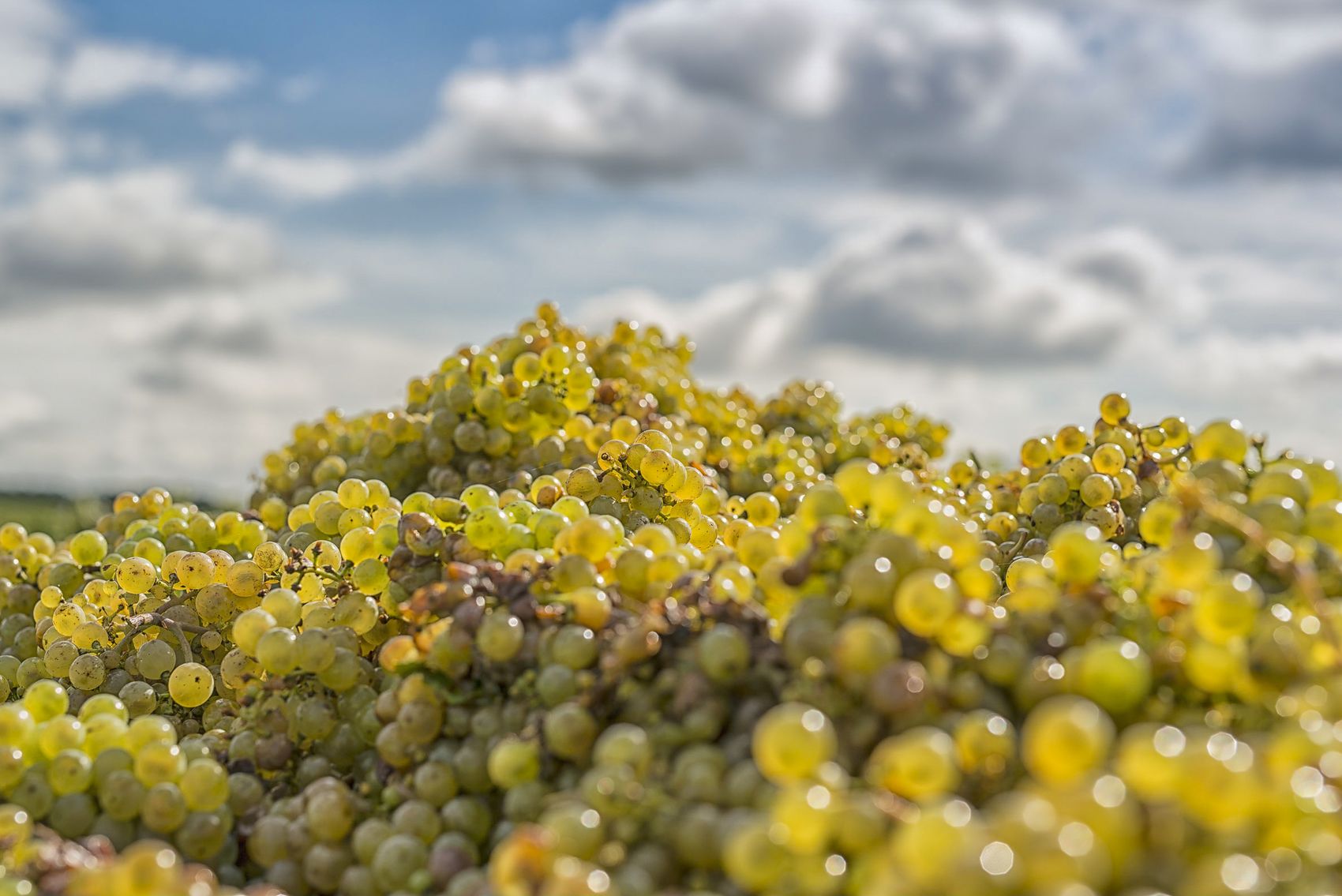 Ein Berg von Trauben bei der Lese