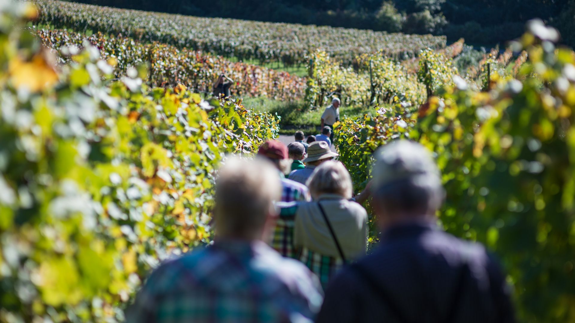 Gruppe wandert durch die Weinberge