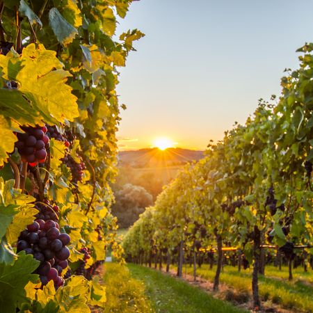 Sonnenuntergang über den Weinberge in Neipperg