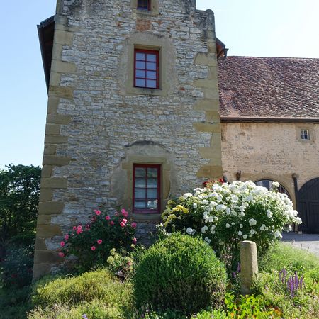 Rosen an einem Nebengebäude von Schloss Liebenstein
