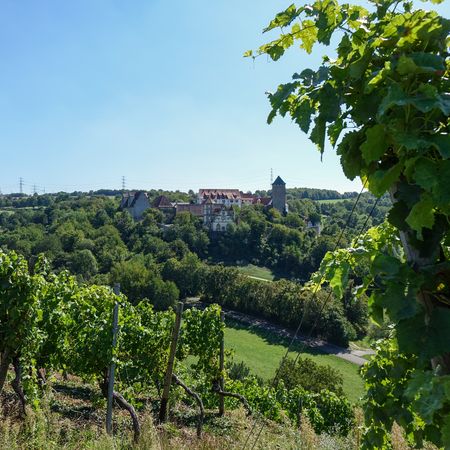 Neckarwestheimer Weinberge mit Schloss Liebenstein im Hintergrund
